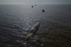 Una segunda ballena es encontrada muerta en la costa de Buenos Aires en el lapso de una semana