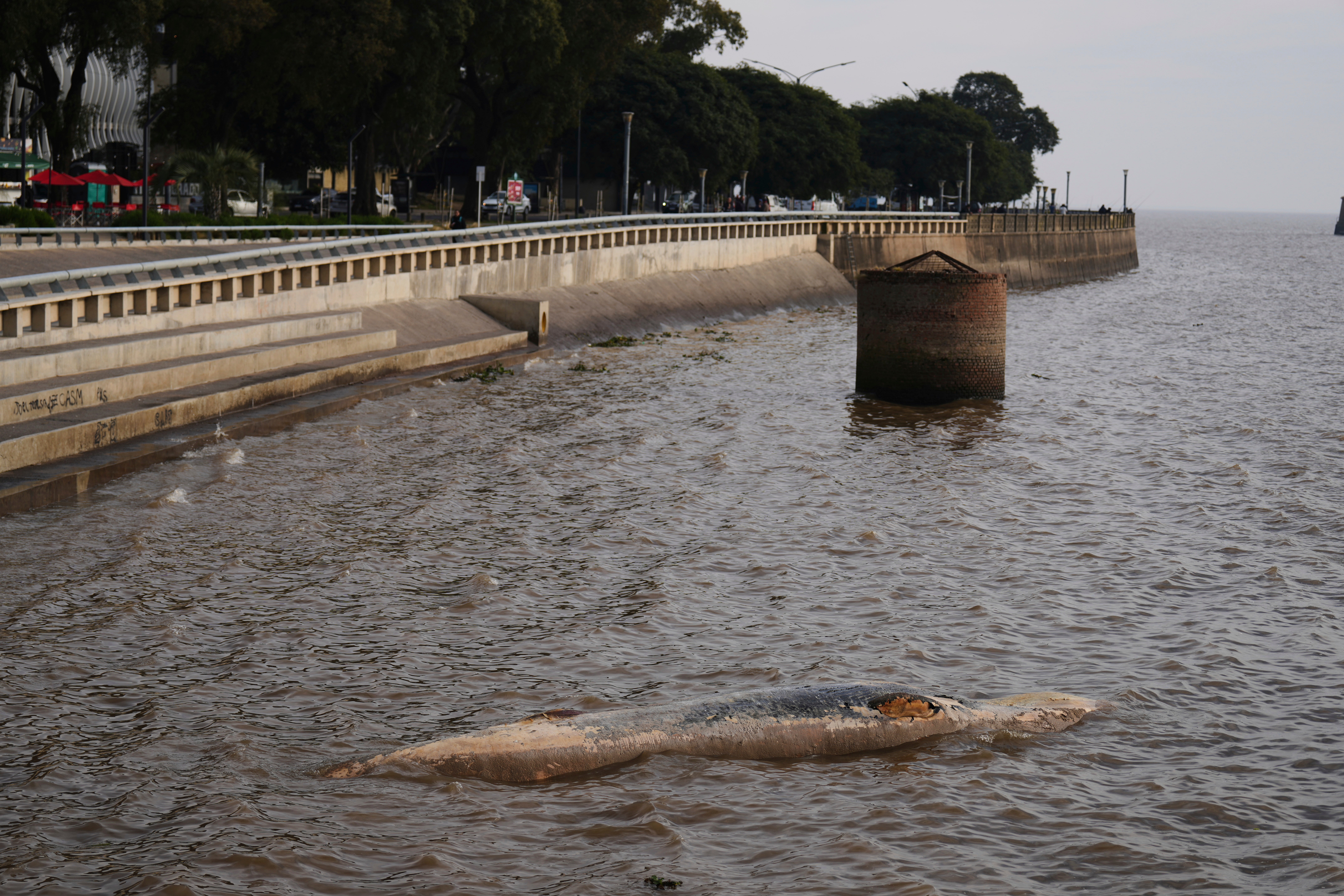ARGENTINA-BALLENA