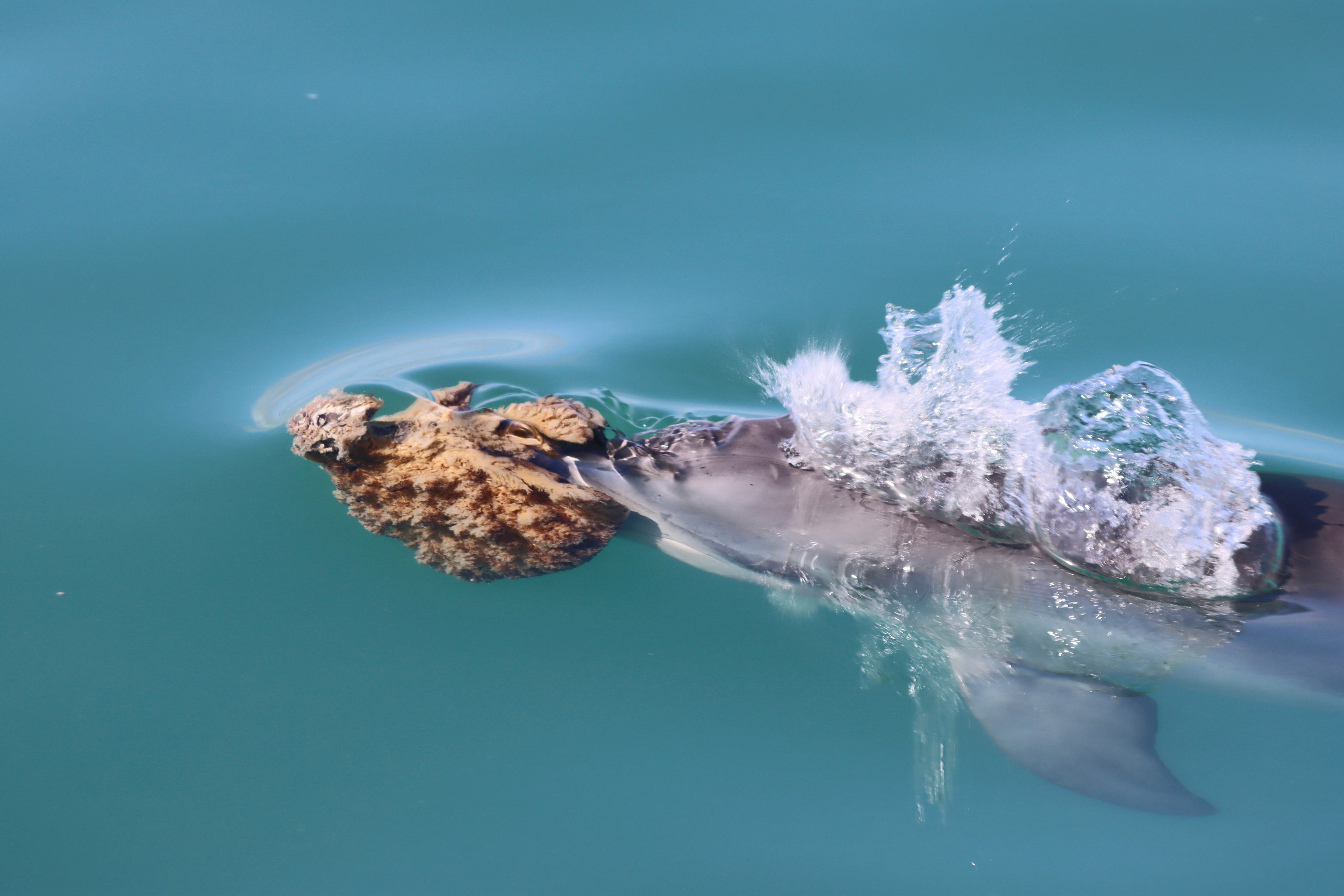 DELFINES-ESPONJAS DE MAR