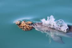 Algunos delfines australianos usan esponjas para cazar peces, pero no es tan fácil como parece