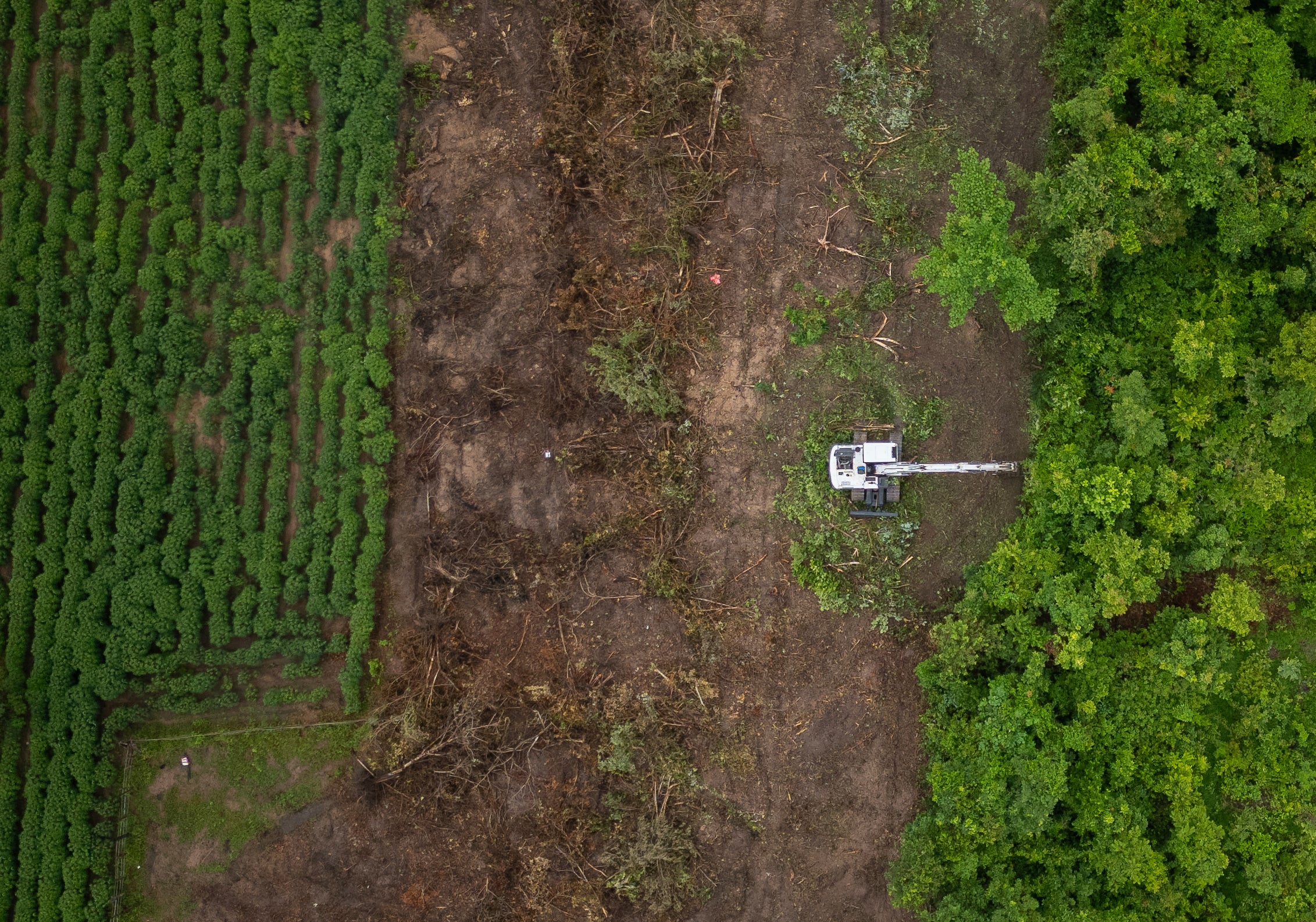 CAMBOYA-RATAS CONTRA MINAS-FOTOS