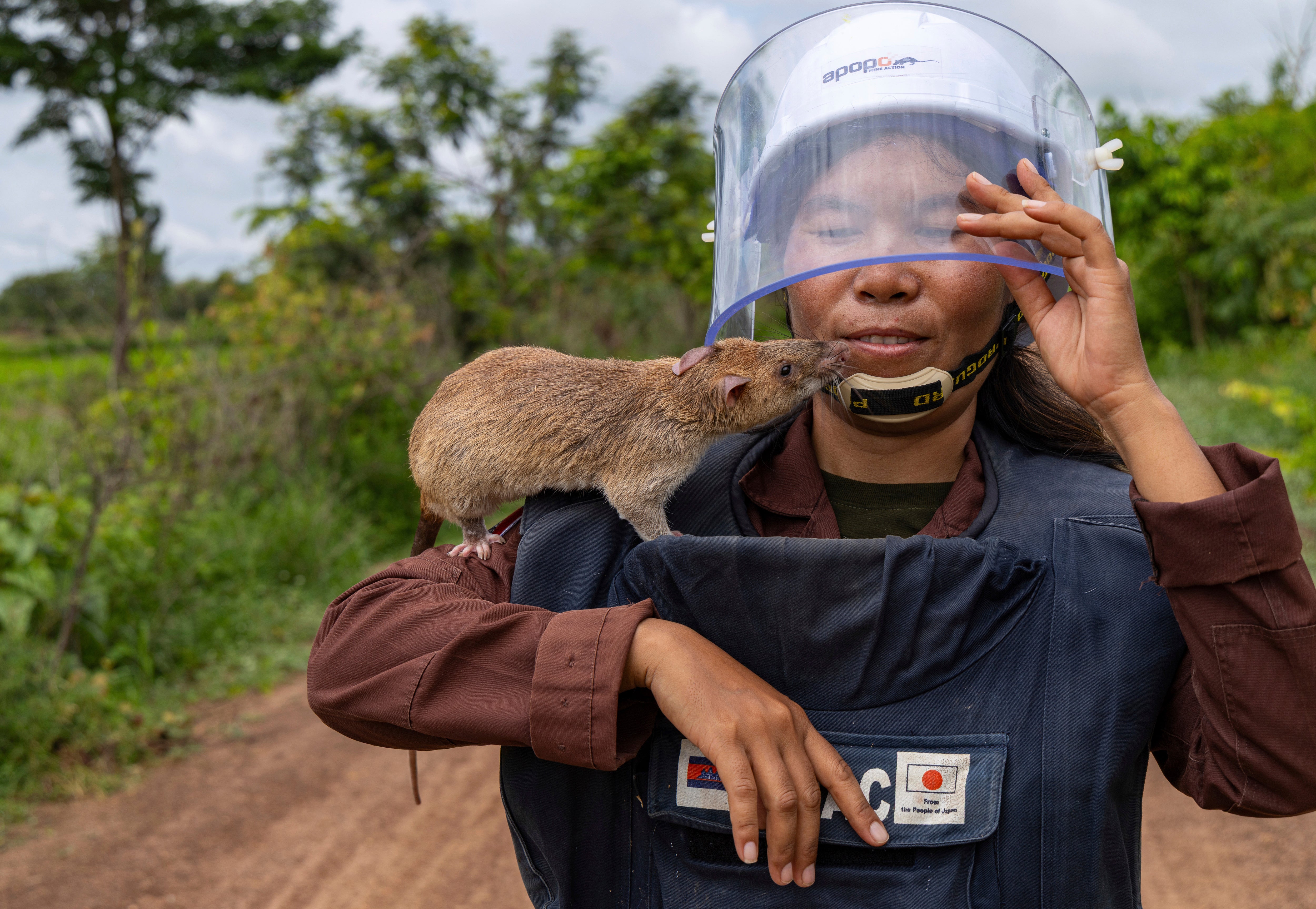 AP Fotos: Ratas gigantes lideran la detección de minas terrestres en Camboya