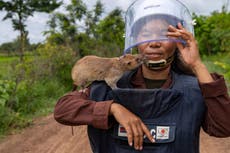 AP Fotos: Ratas gigantes lideran la detección de minas terrestres en Camboya