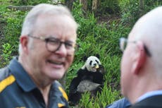 Primer ministro australiano se suma a la diplomacia del panda al final de su visita a China