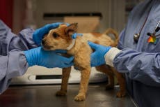 Perros rescatados de las inundaciones en Texas llegan a refugio de Chicago