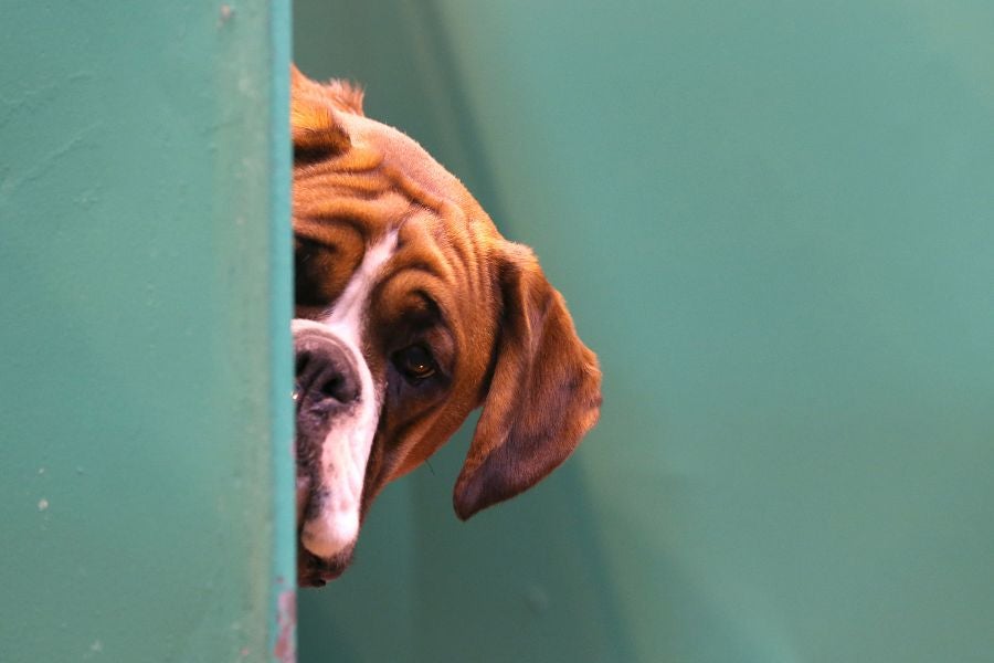 Según datos de MetLife Pet Insurance, el 31 % de los dueños de mascotas en EE. UU. afirma que saldría con la versión humana de su mascota, en una tendencia impulsada por el generador de imágenes gratuito de ChatGPT
