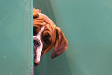 Una de cada tres personas saldría con su mascota si fuera humana