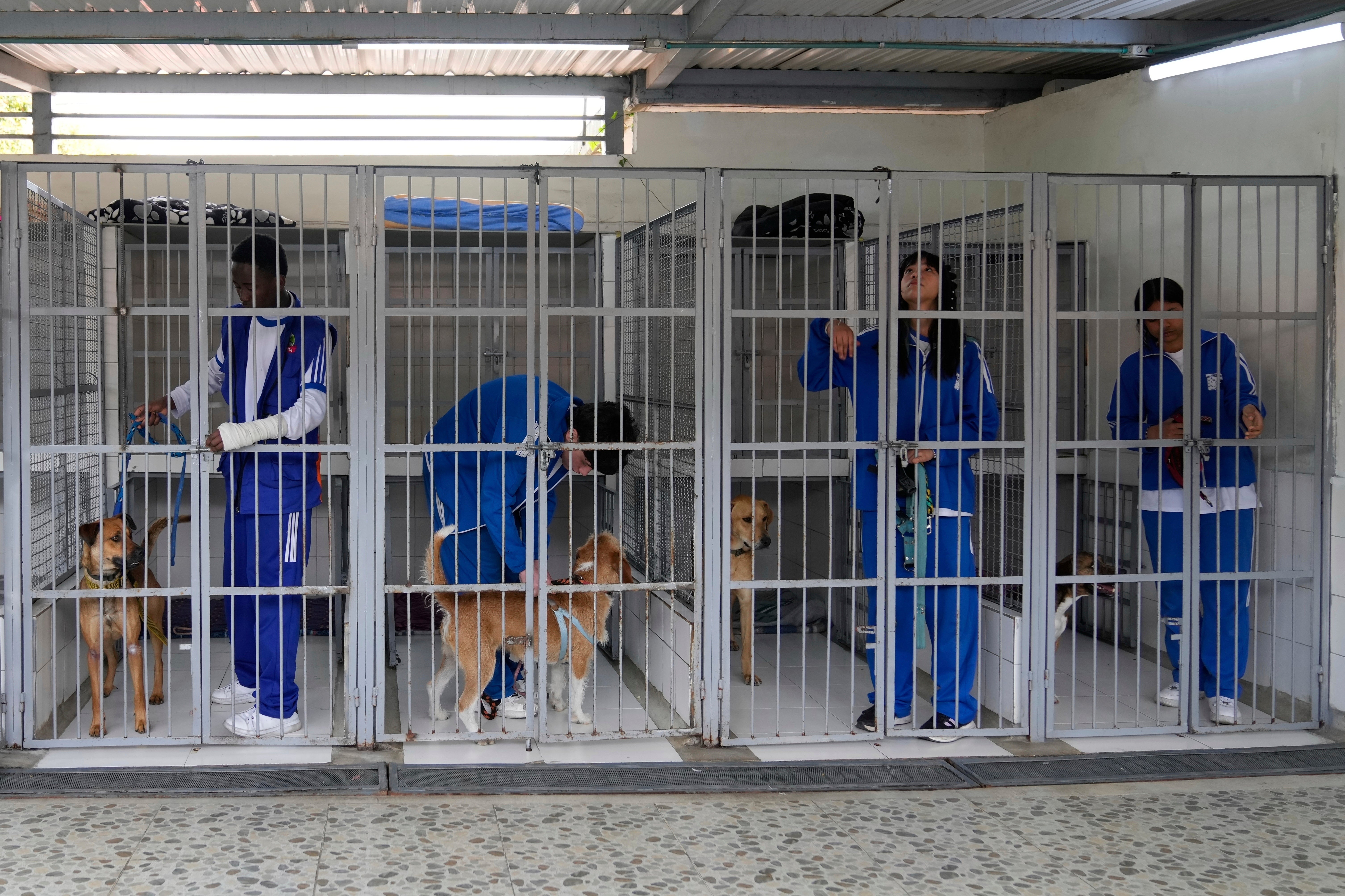 Sufrieron maltrato y ahora viven en un inusual refugio para perros y gatos de un colegio colombiano