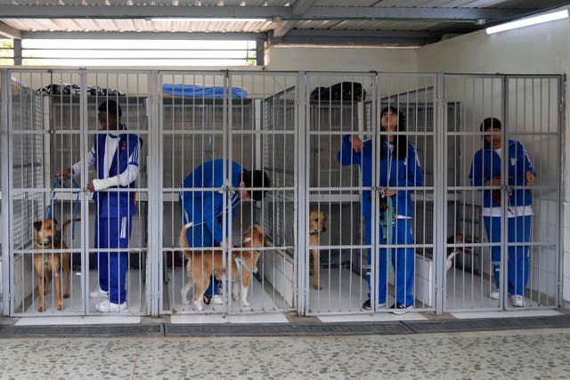 COLOMBIA-REFUGIO ANIMALES