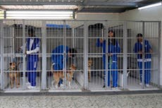 Sufrieron maltrato y ahora viven en un inusual refugio para perros y gatos de un colegio colombiano