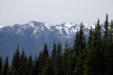Un puma muerde a un niño de cuatro años en un sendero popular del Parque Nacional Olympic
