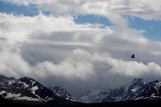 Buscan a oso que atacó a excursionista en sendero popular de Alaska