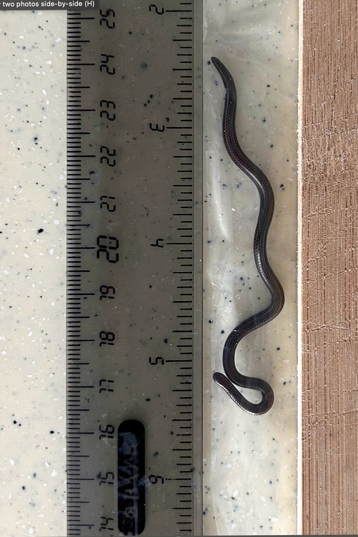 BARBADOS-SERPIENTE REDESCUBIERTA