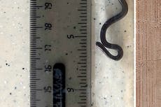 Científicos redescubren la serpiente más pequeña del mundo en Barbados