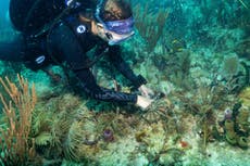Científicos trasplantan corales híbridos para salvar arrecifes de Miami del cambio climático
