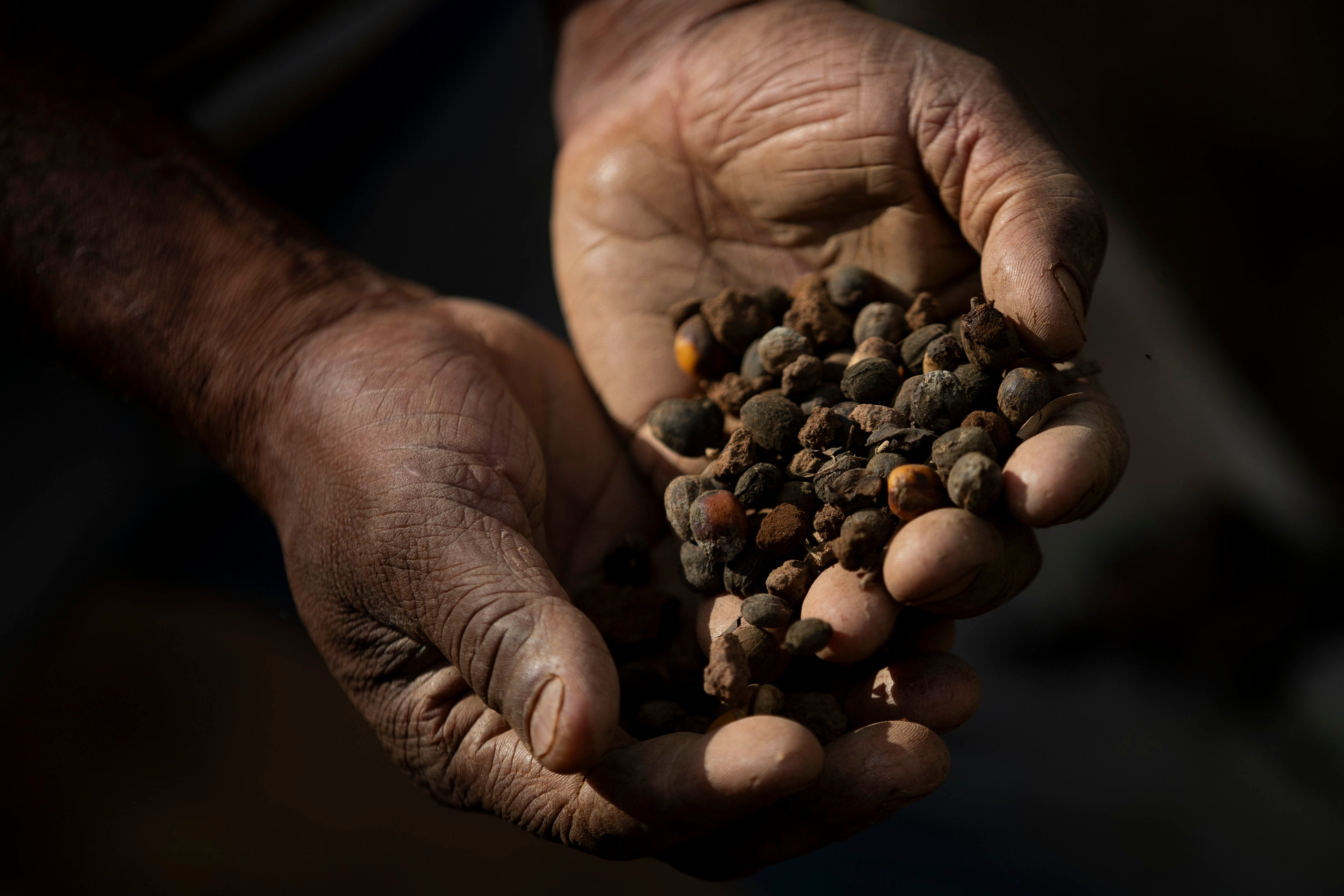 REP-ECO BRASIL-EEUU-PRODUCTORES DE CAFÉ