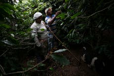 Pequeños productores de café en Brasil temen por su futuro tras arancel del 50% de Trump