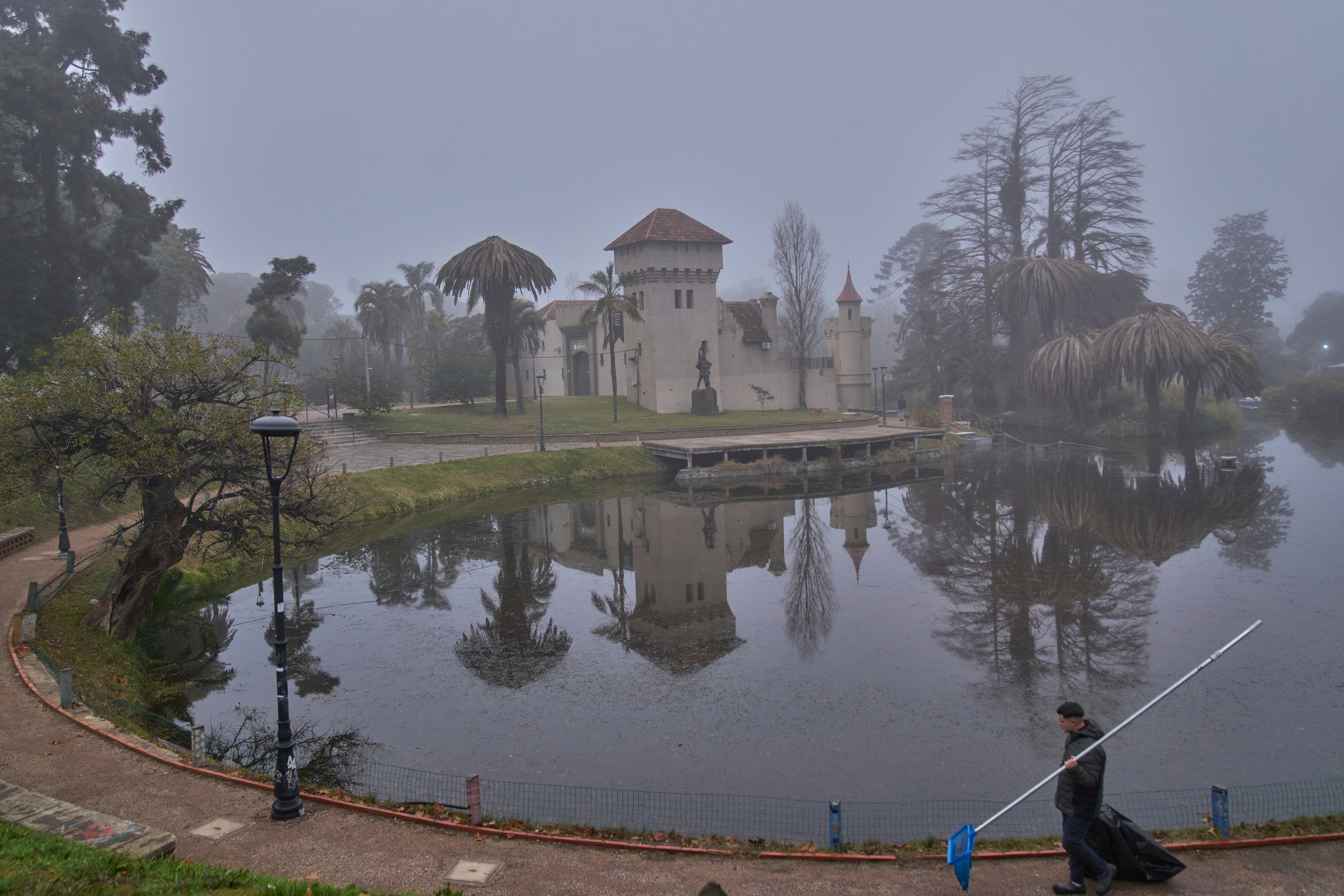 El picudo rojo, un diminuto escarabajo invasor que devora silenciosamente las palmeras de Uruguay