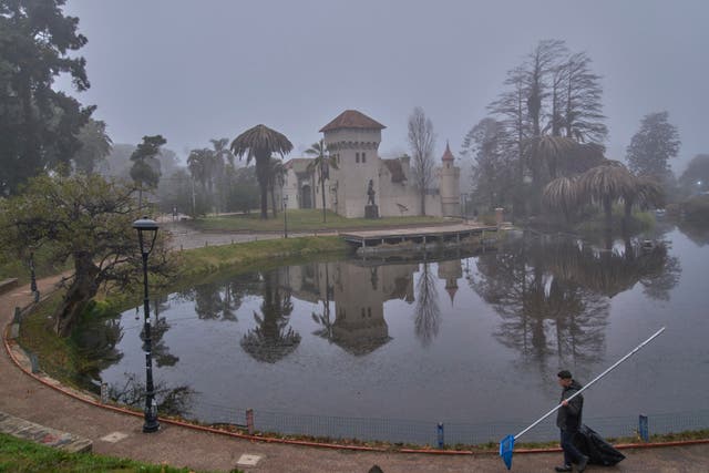 URUGUAY-PALMERAS-PLAGA