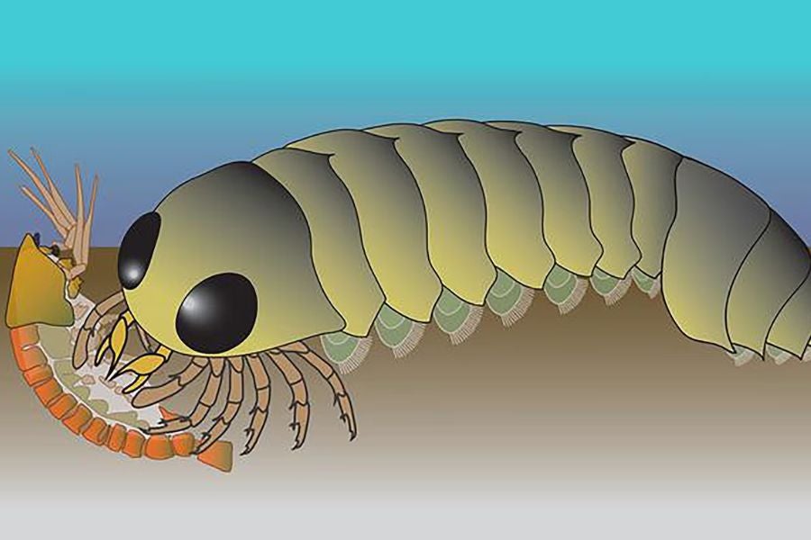 Investigadores de la Universidad de Arizona estudiaron el cerebro fosilizado de Mollisonia symmetrica, una especie extinta del período Cámbrico que antes se creía antecesora de los cangrejos herradura