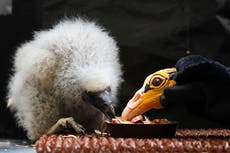 Cuidadores de zoológico de Praga se convierten en titiriteros para salvar a crías de aves en riesgo