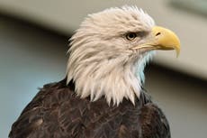 El águila calva es ahora el ave oficial de EEUU, inspirando esperanza entre nativos estadounidenses