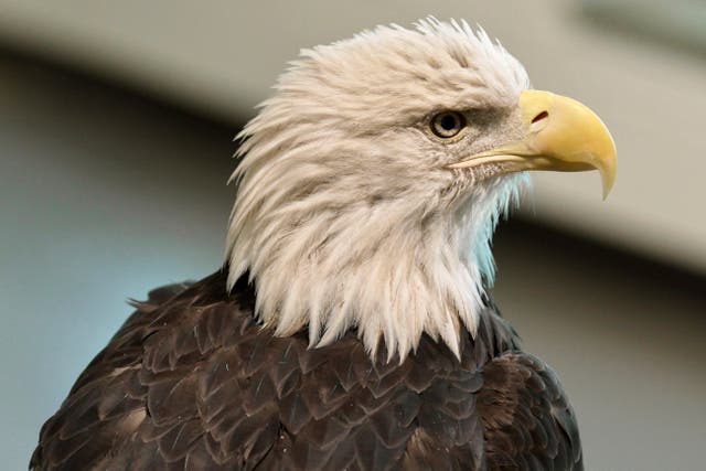 EEUU-ÁGUILA CALVA