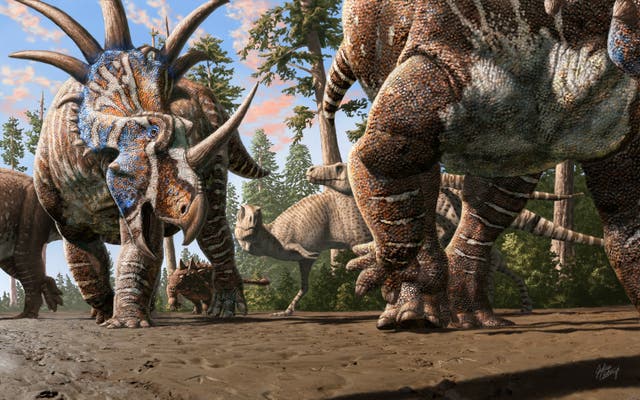 <p>Una manada de ceratopsios, acompañados de un anquilosaurio, camina por un antiguo canal mientras dos tiranosaurios los observan </p>