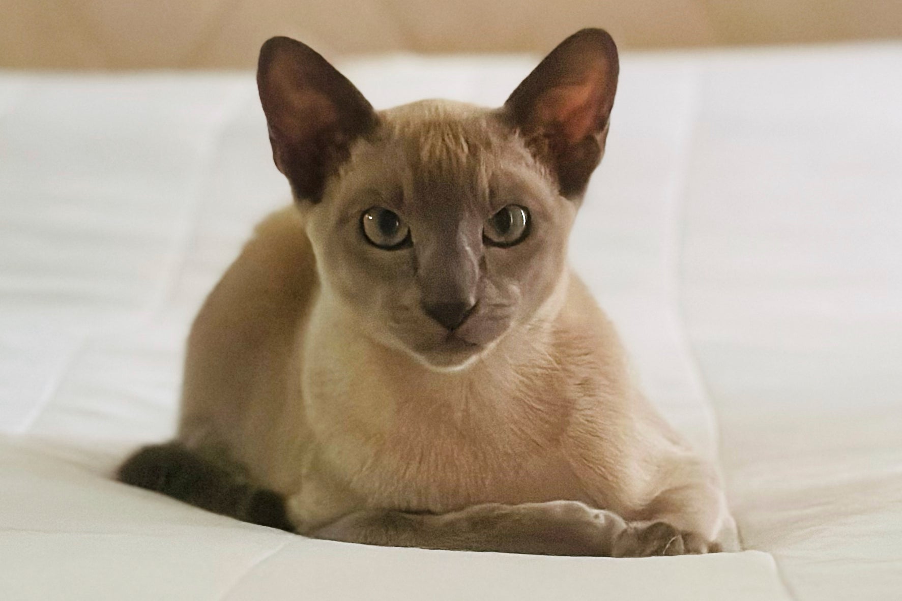 NUEVA ZELANDA-GATO-LADRÓN