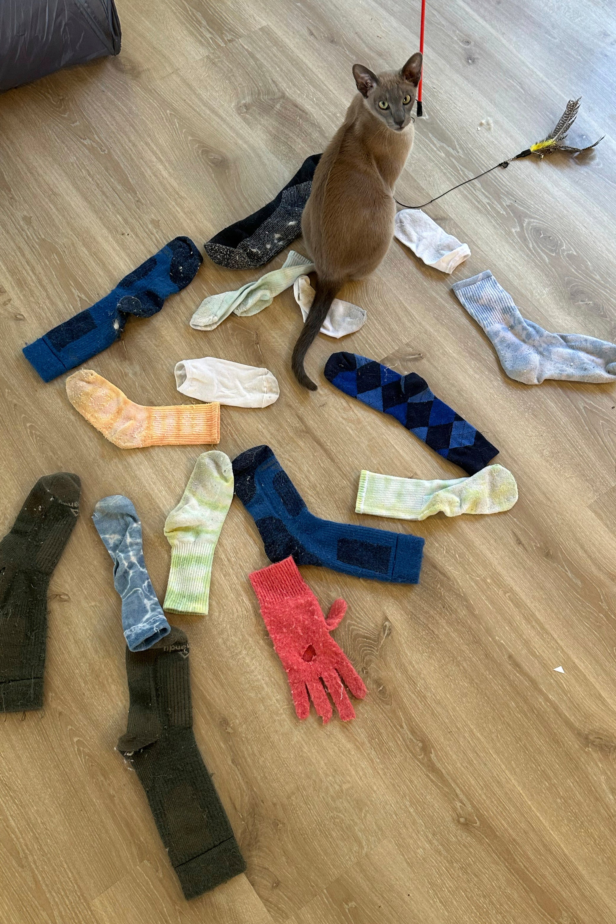 NUEVA ZELANDA-GATO LADRÓN