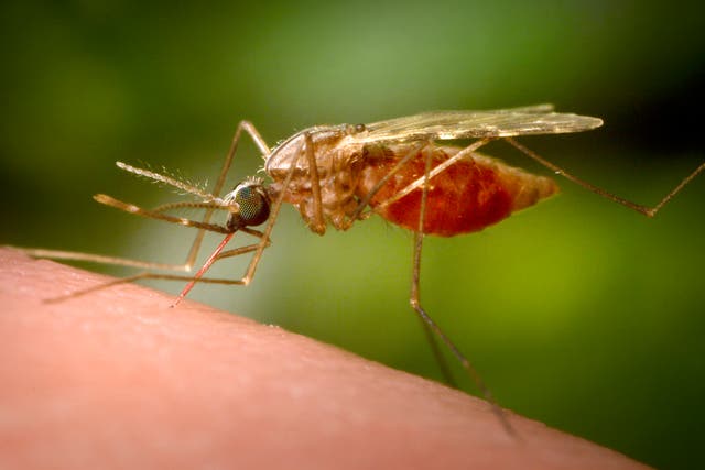 CHINA-CHIKUNGUNYA