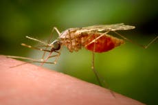 El sur de China registra brote de chikungunya con miles de casos