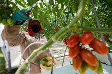 Productores mexicanos de tomate buscan alternativas para atenuar el impacto del arancel de Trump