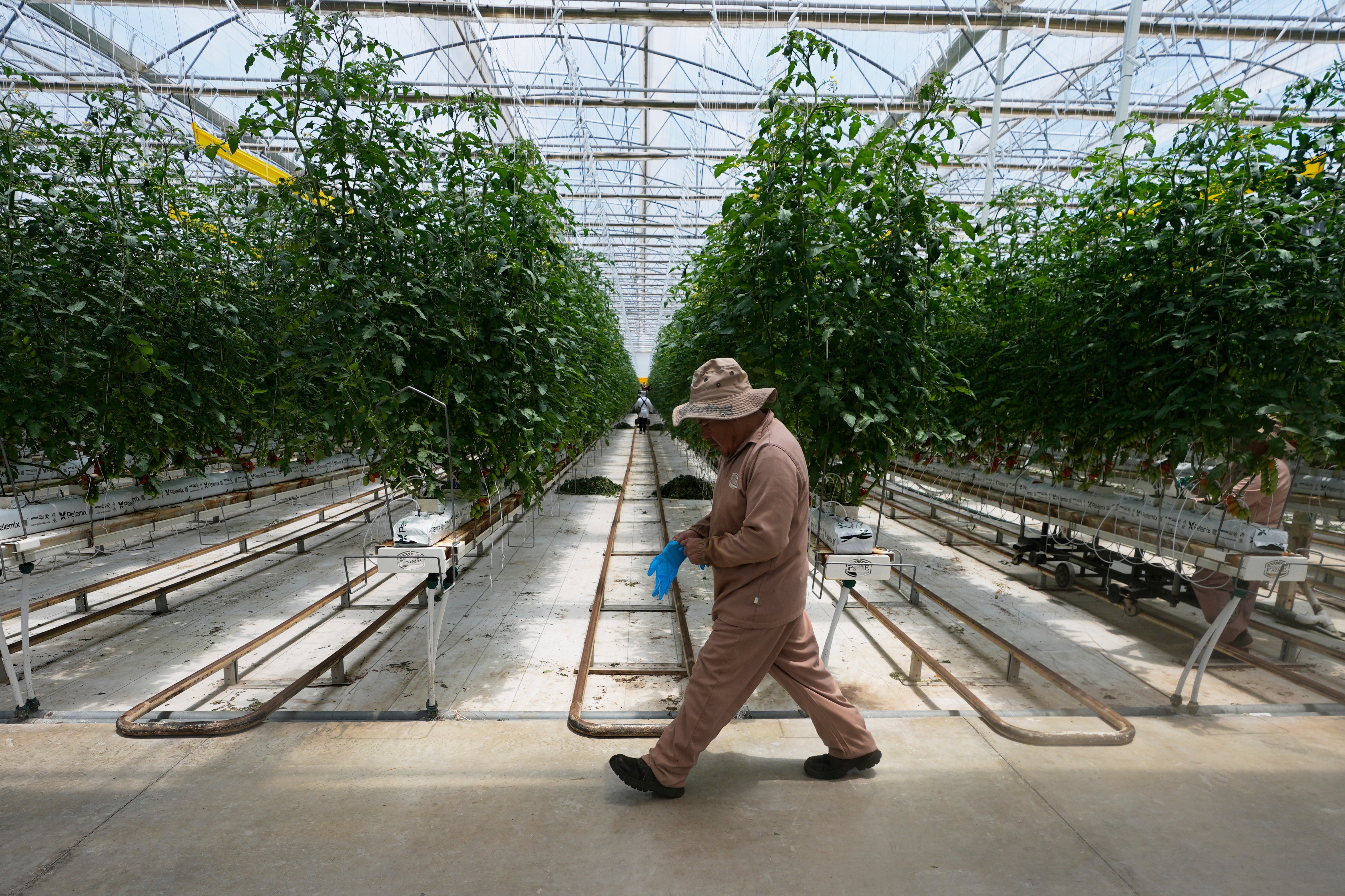 MÉXICO-EEUU TOMATES