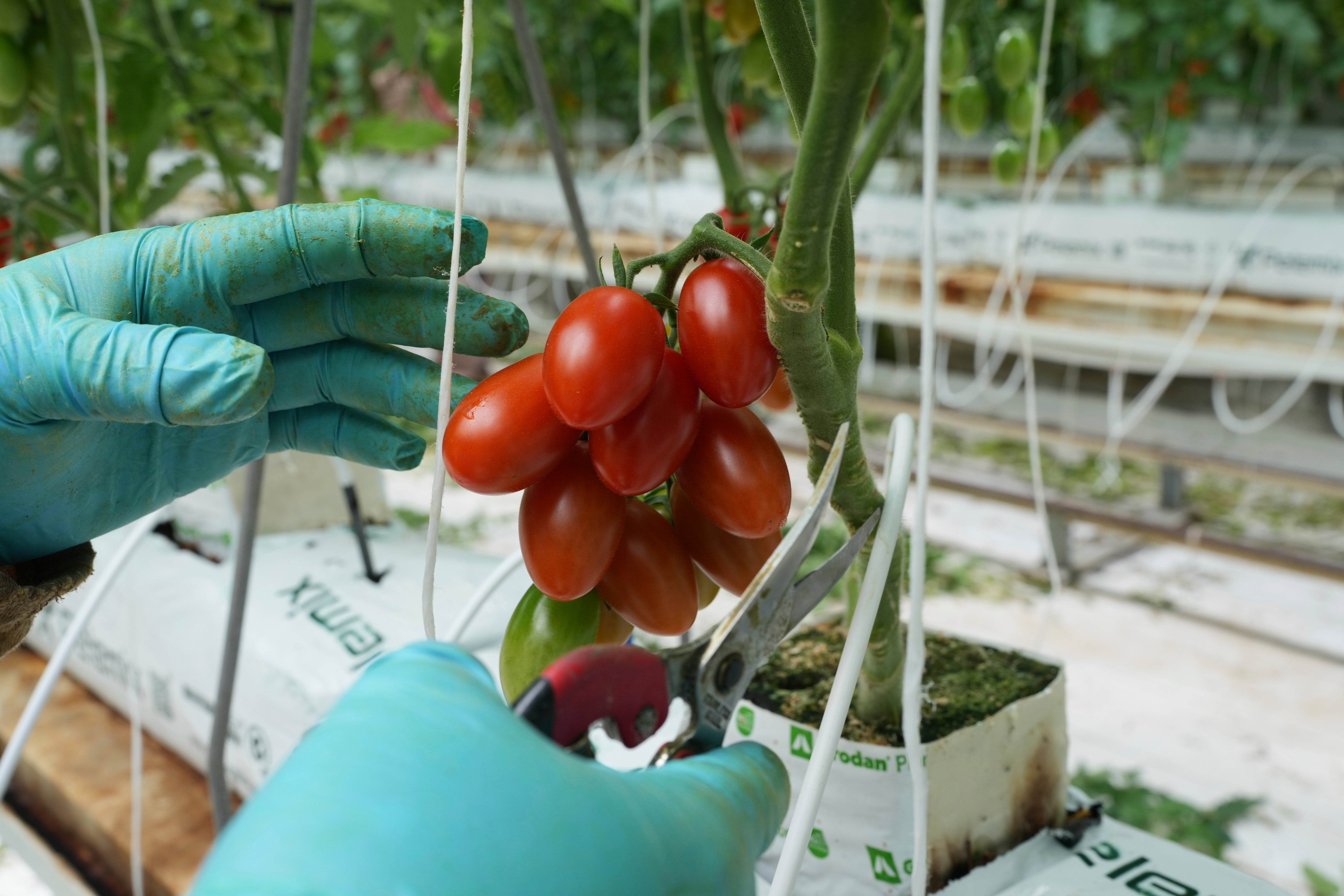 MÉXICO-EEUU TOMATES
