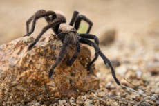 ¡Comenzó la invasión de tarántulas! Estos son los lugares de riesgo