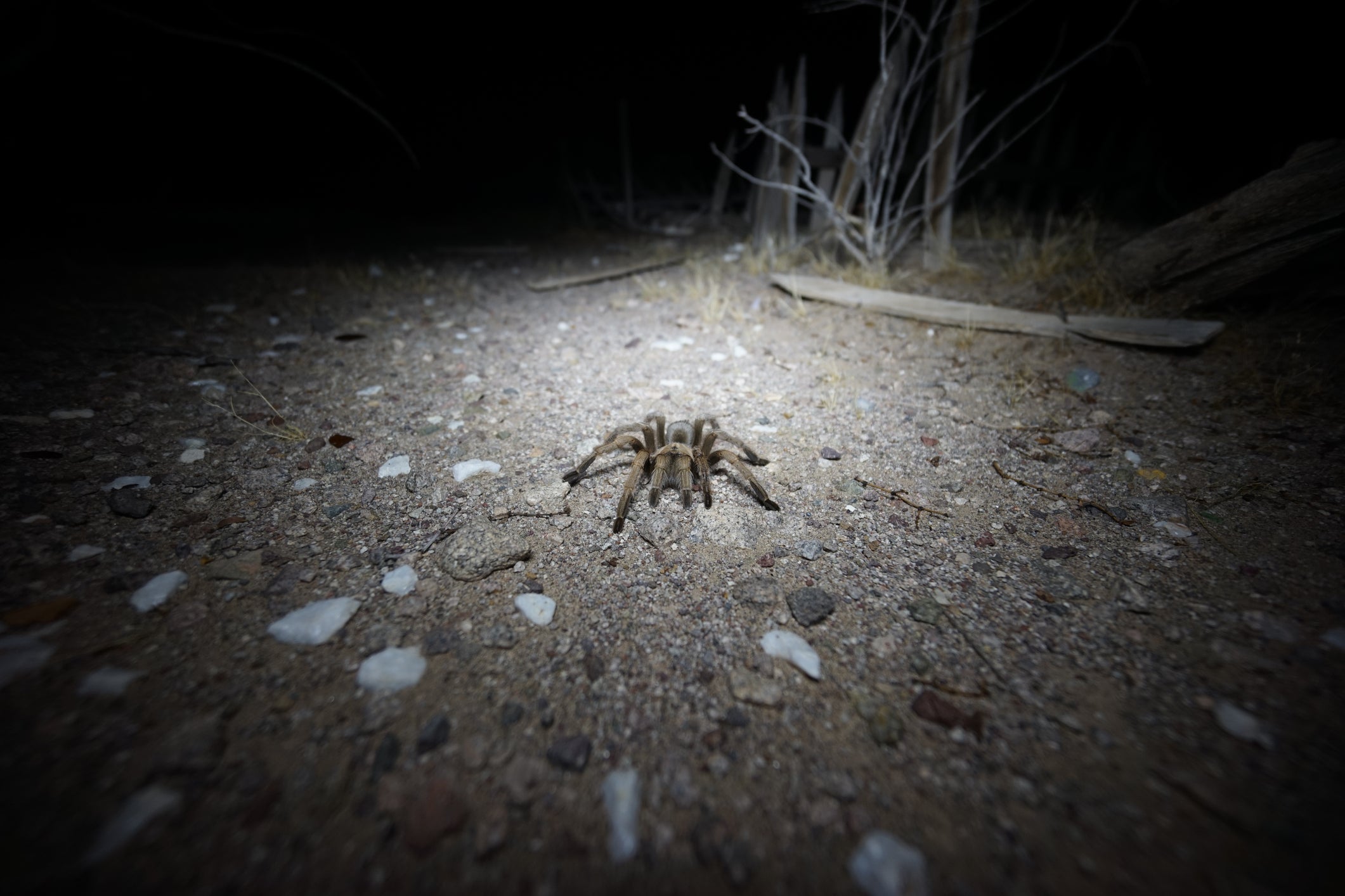 Para quienes quieran observar a estos depredadores nocturnos, los expertos recomiendan salir de noche durante el verano. En los meses siguientes, es posible ver a las tarántulas antes del anochecer