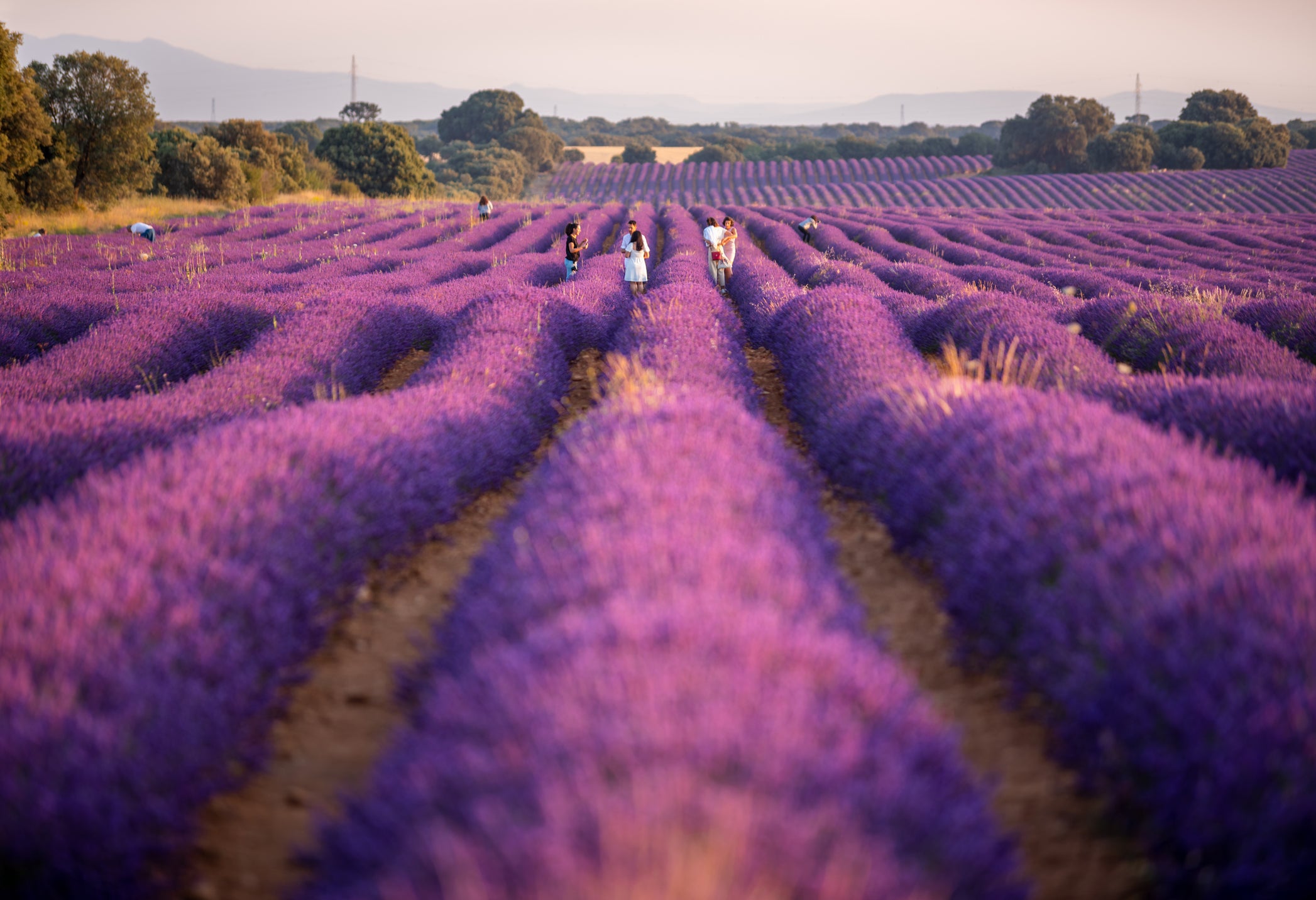 Los campos de lavanda recibieron más de 100.000 visitantes solo en julio, una entrada de 8 millones de euros para la economía local