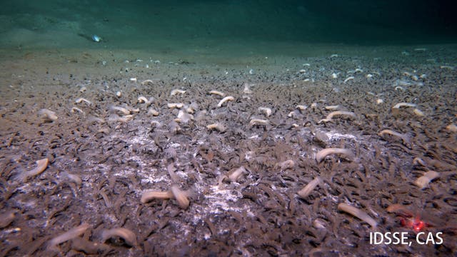 VIDA EN EL FONDO MARINO