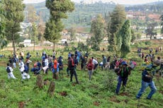 Campaña nacional de Etiopía busca plantar 700 millones de árboles en un día
