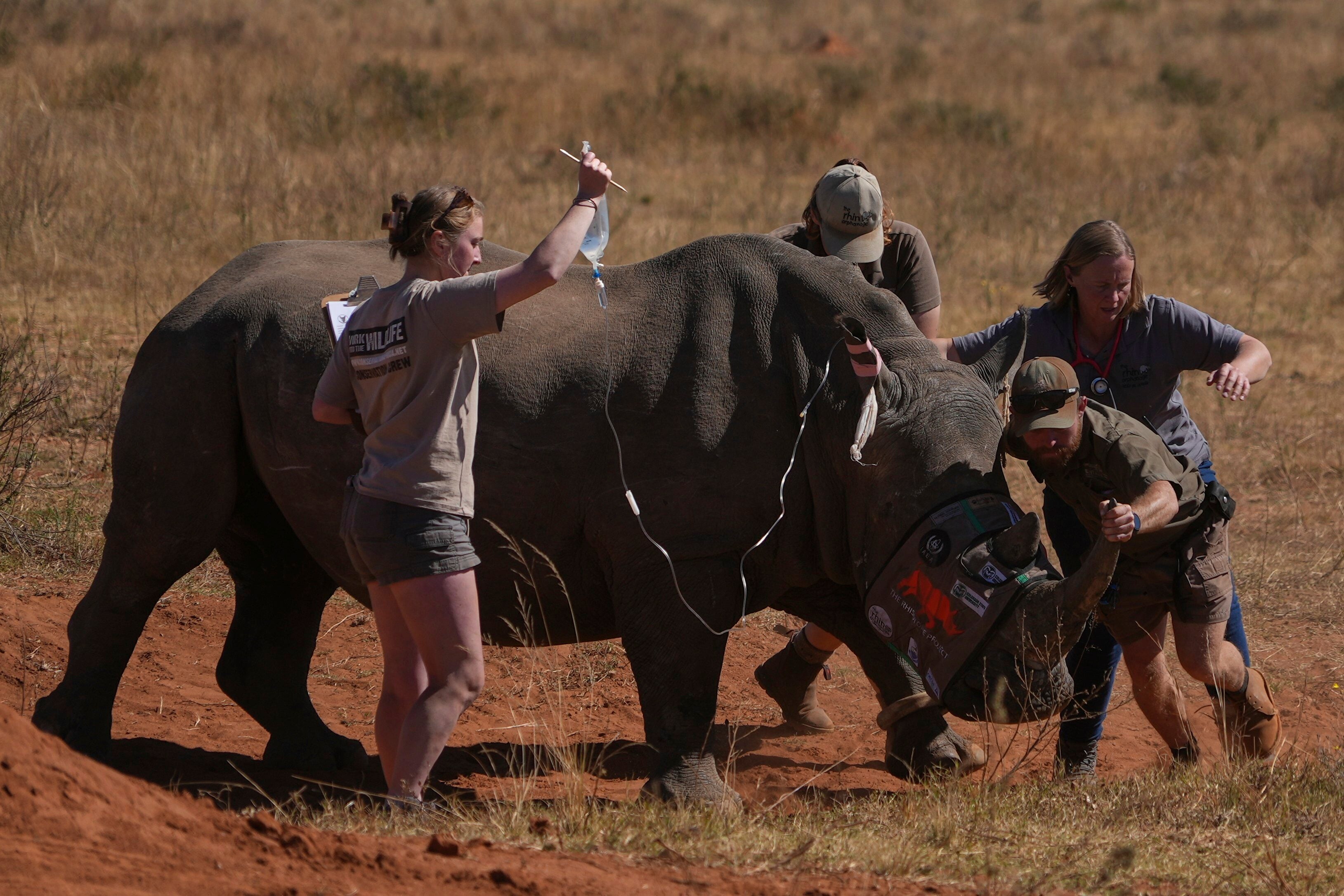 SUDAFRICA RINOCERONTES RADIACTIVOS