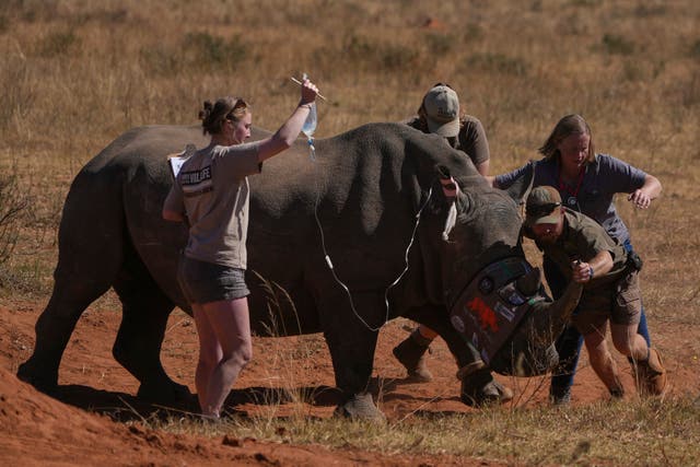 SUDAFRICA RINOCERONTES RADIACTIVOS