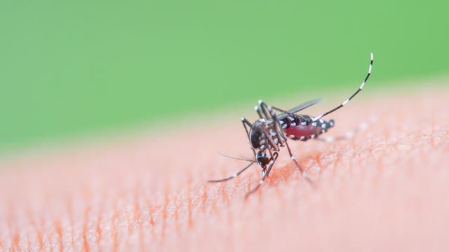 <p>Los CDC (Centros para el Control y la Prevención de Enfermedades de EE.UU.) afirman tener conocimiento de un brote de chikugunya en China</p>