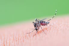 EE. UU. evalúa emitir alerta de viaje a China por brote de chikunguña