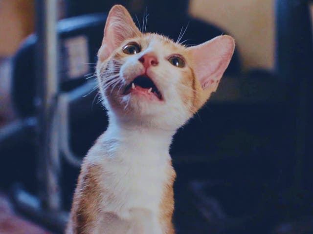 GATOS-VIDEOS-FESTIVAL