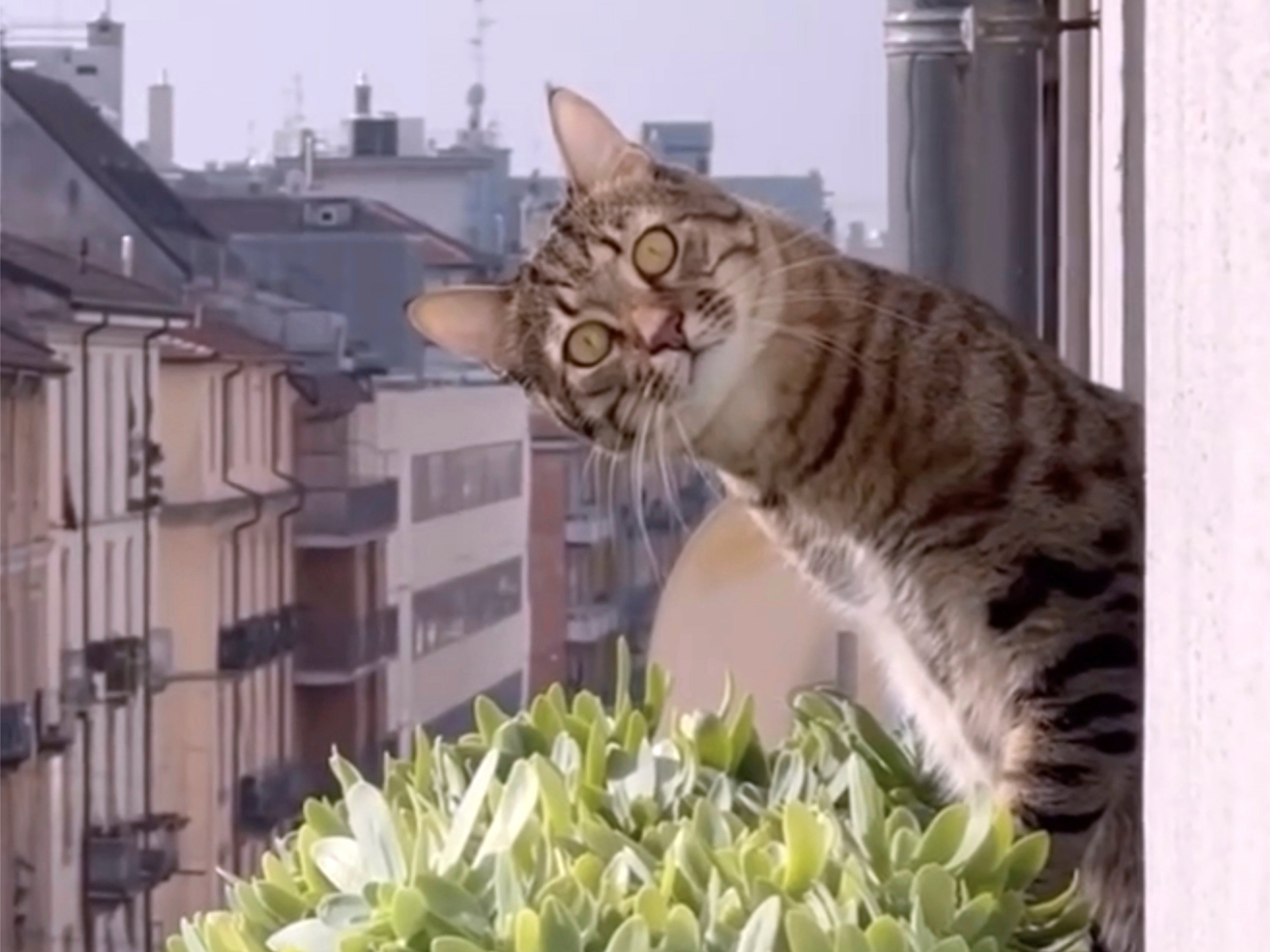 GATOS-VIDEOS-FESTIVAL