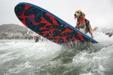 ¿Quién es el mejor? Perros surfistas compiten en el Campeonato Mundial de Surf Canino en California