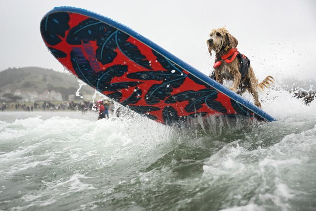 EEUU-PERROS SURFISTAS