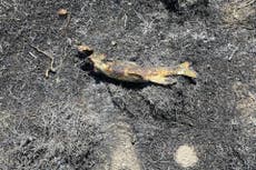 Canadá: Pez cae del cielo y provoca un incendio forestal que termina en apagón