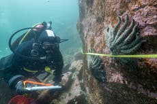 Científicos afirman haber resuelto el misterio de la muerte de millones de estrellas de mar